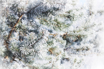 Christmas fir branch with snow crystals snowflakes close-up on blue background, selective focus, copy space