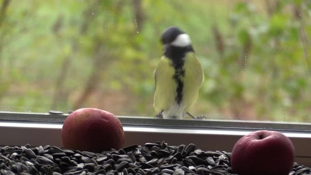Big tit on the window, looking through the glass at the seeds and apples. 