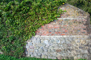 old brick wall with ivy