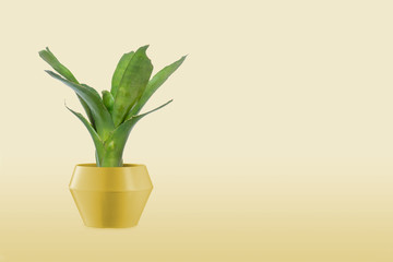 Bromeliad green isolated on yellow background.
