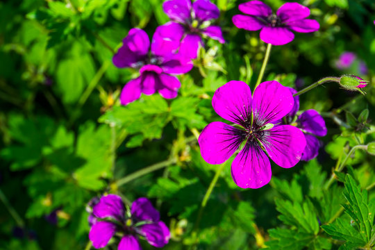 macro closeup of blooming purple flowers of a armenian cranesbill plant, popular cultivated flower specie