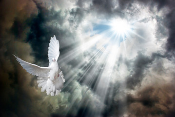 Flying white dove in front of stormy sky - obrazy, fototapety, plakaty