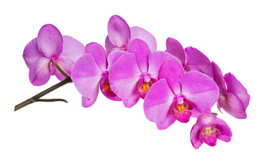 Fototapeta na wymiar Orchids flowers