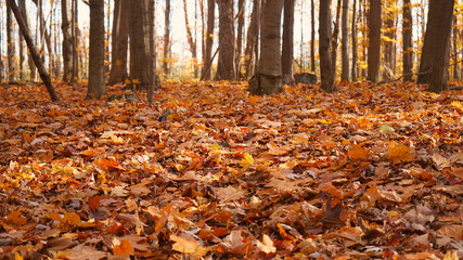 otoño en Canada