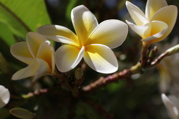 Fototapeta na wymiar frangipani tropical flower