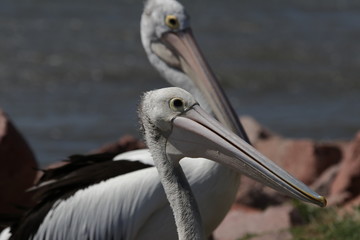 pelican
