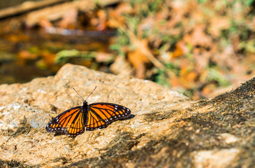 butterfly on rock