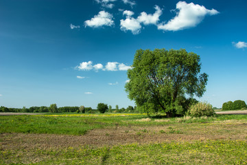 Tree on a meadow and white clouds on a blue sky