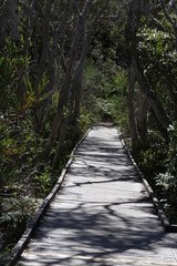 wooden bridge in the forest