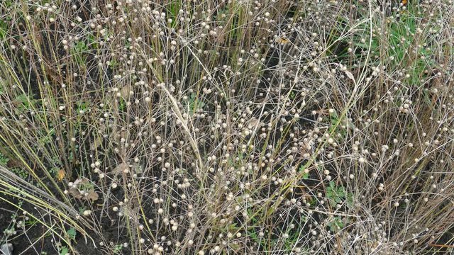 Ripe Flax (Linum usitatissimum) or linseed in agricultural field