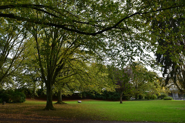 Sous-bois en automne