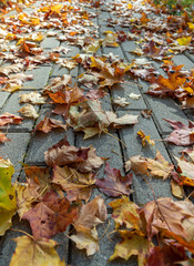 Maple leafs on a path.