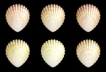 sea shell 