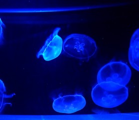 Obraz na płótnie Canvas jellyfish on blue background
