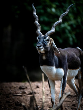 Indian Male Black Buck posing with dark background