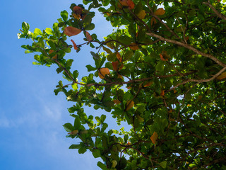 Crown of green tree on a background of blue sky