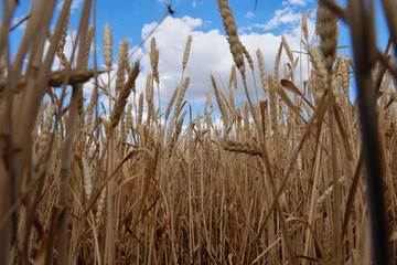 wheat field and dramatic sky.