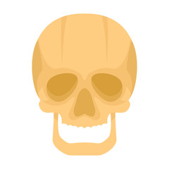 Skull icon in flat style