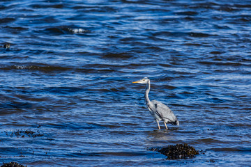 Grey Heron standing in a river with blue water 