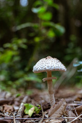 Hongos naturales de la reserva Italia