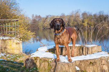 Portrait eines F&auml;hrtenhundes