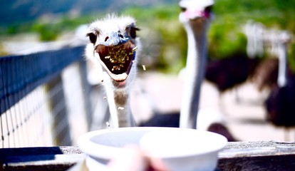 Hungry Ostriches Gobbling Up Feed In California