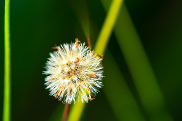 Macro photos of grass flowers