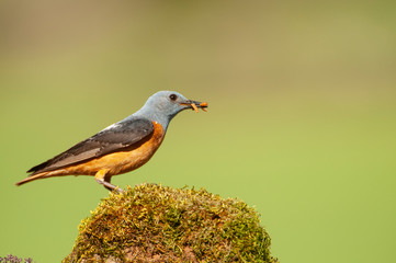 Common Rock Thrush in its habitat - Monticola saxatilis