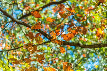 autumn leaves on tree
