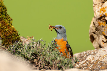 Common Rock Thrush in its habitat - Monticola saxatilis