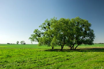 Big trees growing on a green meadow and clear sky