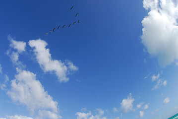 flock in formation in thesky