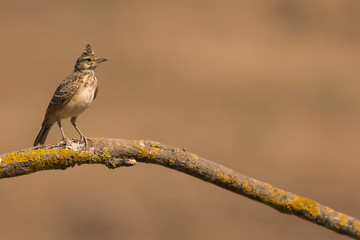 Crested lark or Galerida cristata perched on a branch