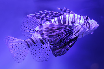 Lionfish (scorpionfish) against a blue and violet background