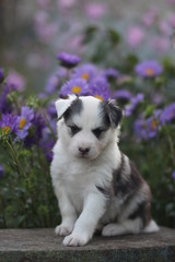 Naklejka na ściany i meble A small charming puppy in the garden
