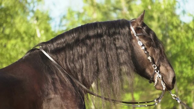Beautiful friesian horse portrait in summer in harness