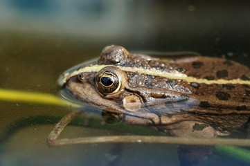 grenouille
