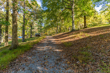 Fototapeta premium road in forest