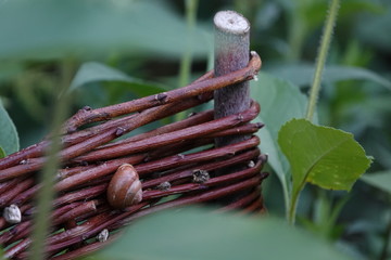 Schnecke 1
