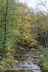 Der Herbst in einem Wald in Belgien