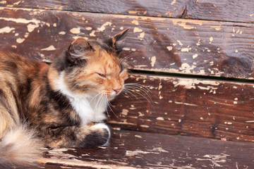 a stray cat white orange and black color of, lying down on a wooden the surface, slightly ajar eyes