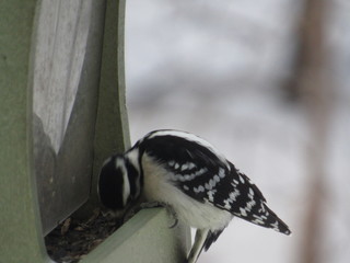 bird eating at bird feeder