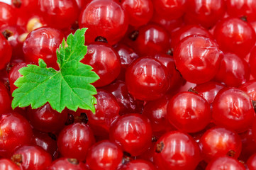 red currant and green leaf - Ribes rubrum - with berries