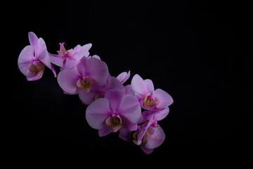 Fototapeta na wymiar orchid on a blck background dark art 