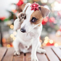 Dog near christmas tree