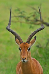 antilope