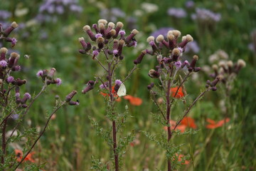 Wiese mit Schmetterling 4