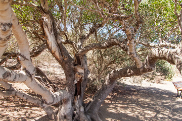 Arbre