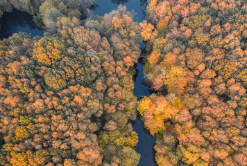Top Down Aerial View over Autumnal Forest