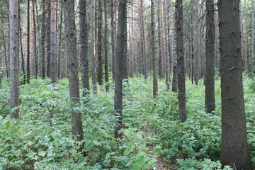 trees in forest